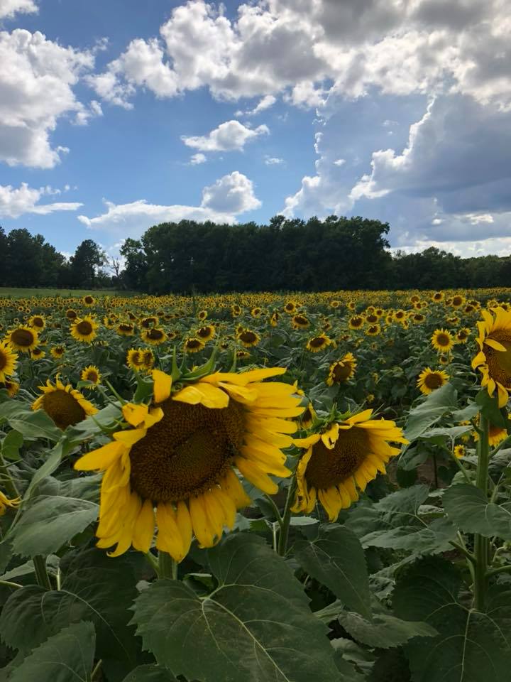 Sunflowers